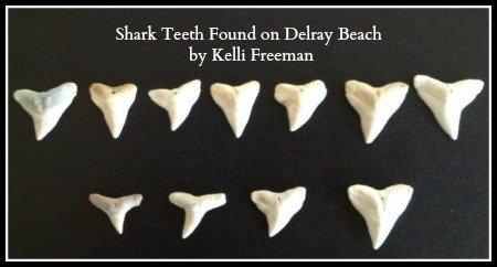 shark teeth collection